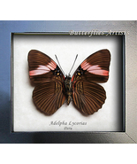 Adelpha Lycorias Pink Banded Sister Real Butterfly Framed Entomology Sha... - £35.96 GBP