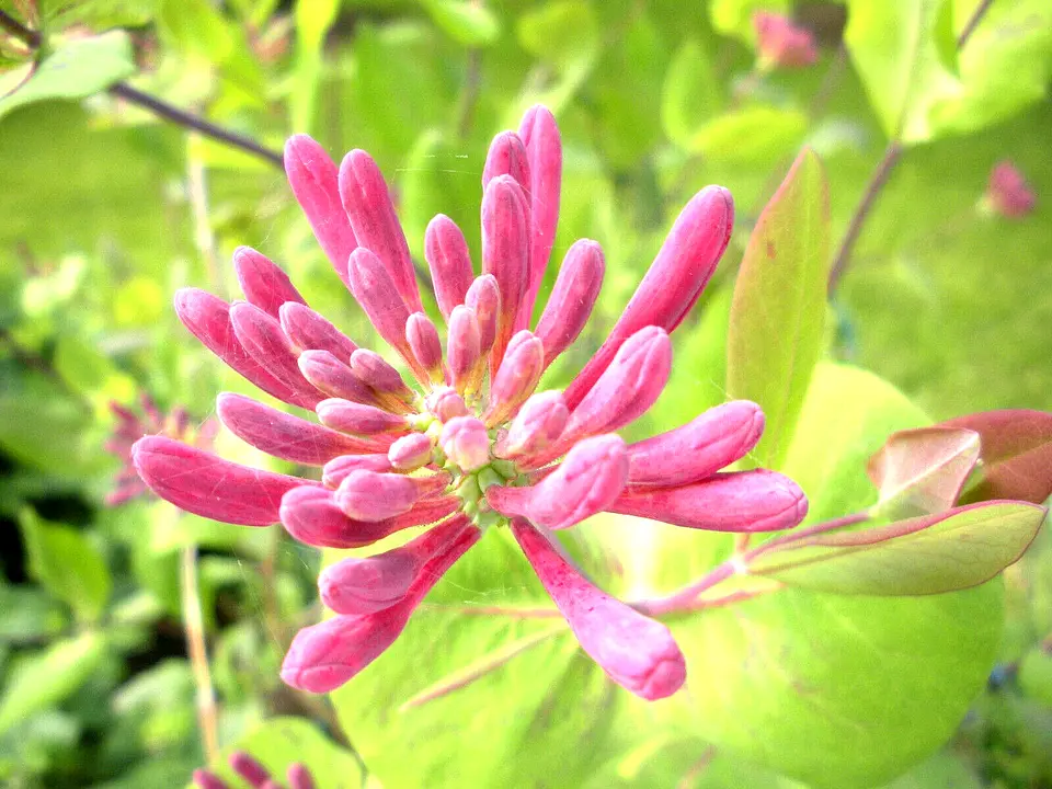 LWS Pink Honeysuckle L Hispidula Flowering Vine Climbing 20 Seeds USPS Shipping - £7.32 GBP