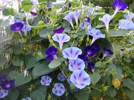 Morning Glory Mount Fuji Mix, 10 Seeds R - £13.06 GBP