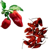 Worlds Hottest Chilli | Indian King Chilli | Oven Dried | Bhoot Jolokia - £39.96 GBP