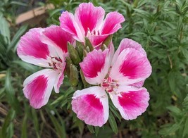 SEEDS- Clarkia Farewell to Spring Delicate Native Wildflower - $3.37