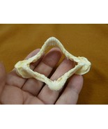 sj500-61) 3-1/4&quot; Zebra Bullhead SHARK jaw sharks Gordon Hubbell Heterodo... - $108.39 CAD