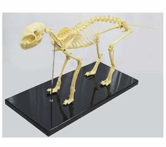 Education Model Cat Feline Skeleton Anatomical Standard Size Teach Display - £55.15 GBP