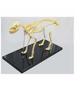 Education Model Cat Feline Skeleton Anatomical Standard Size Teach Display - $69.00