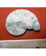 AMMONITE FOSSIL SNAIL LIKE SHELL EXTINCT ANCIENT RELIC JURRASIC REAL MOL... - $16.95