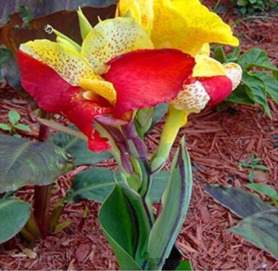 Fresh Seeds Canna Colorful - $13.12
