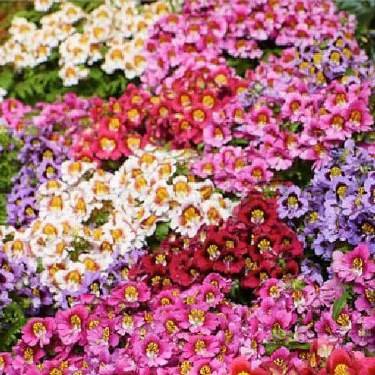 Butterfly Flower Angel Wings Schizanthus Mix Poor Man&#39;S Orchid Non-Gmo 200 Seeds - £6.36 GBP