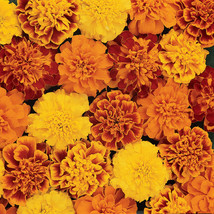 USA SELLER Durango Mix Marigold 25 Seeds We Sell Over 1000 Kinds Of Seeds Fresh  - £14.88 GBP