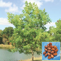 4" Pots 2 Pecan Trees 6-12" Tall Seedlings, Live Plants Carya illinoinensis - £53.39 GBP