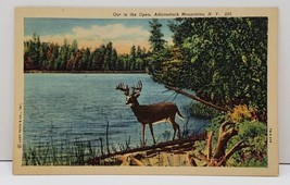 Adirondack Mountains NY Deer / Buck Out In The Open Postcard B2 - £5.63 GBP