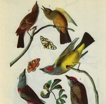 Tyrant Flycatchers Bird 1946 Color Plate Print John James Audubon Nature... - £30.93 GBP