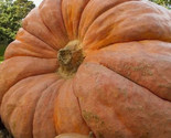Atlantic Giant Pumpkin Seeds 5 Seeds Non-Gmo Fast Shipping - £6.40 GBP