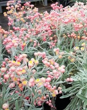 BPA 100 Seeds Apricot &amp; Peach Strawflower Mix Coral Paper Daisy Helichrysum Flow - £7.75 GBP