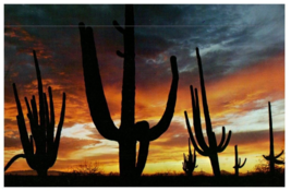 Giant Saguaros Silhouetted Against Red Sky of An Arizona Sunset Cactus Postcard - £5.49 GBP