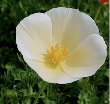 Californian Poppy White LinenSeeds+200+BUY 2 GET 1 FREE+REPEAT CUSTOMER ... - £6.10 GBP