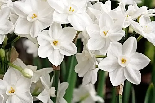 10 Ziva Paperwhites Bulbs- Indoor Narcissus: Narcissus Beatifull USA Seller  - $40.00