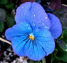 30+ Viola Cornuta Blue Perfection Flower Seeds Shade - £7.35 GBP