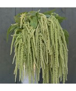 Amaranthus Flower Seed Emerald Tassels Beautiful Stunning Fast US Shipping - $276.12 MXN