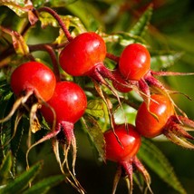 Exotic Himalayan Rosehip Multiflora Seeds (20) - Grow Your Own Lush Rosehip Plan - £4.79 GBP