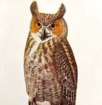 Great Horned Owl 1936 Bird Art Lithograph Color Plate Print DWU12A - £31.78 GBP