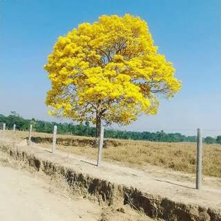 Schizolobium parahyba Yellow Jacaranda Giant Brazilian Fire Fern Tree, 2 seeds
