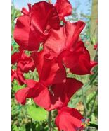 50 Alison Valentini Sweet Pea Seeds - $157.68 MXN