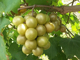 Vitis Rotundifolia Bronze Muscadine Grape Fresh Seeds - £14.93 GBP