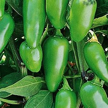 USA Seller Early Jalapeno Hot Pepper Vegetable Seeds Fast Shipping - £13.85 GBP