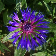 US Seller Centaurea Montana Mountain Bluet/Perennial Corn Flower 15 Flower Seeds - $14.78