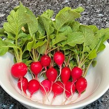 Early Scarlet Globe Radish Seeds Organic Fast Shipping - $7.48