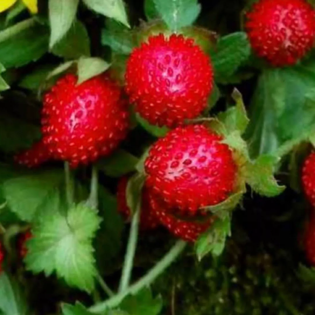 CLK 50 Indian Strawberry Seeds Beautiful Groundcover USA Seller - £7.05 GBP