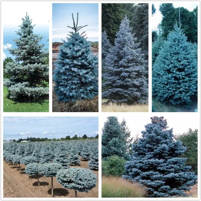 Blue Spruce Seeds 50 Seeds Colorado Blue Spruce Picea pungens - £10.25 GBP
