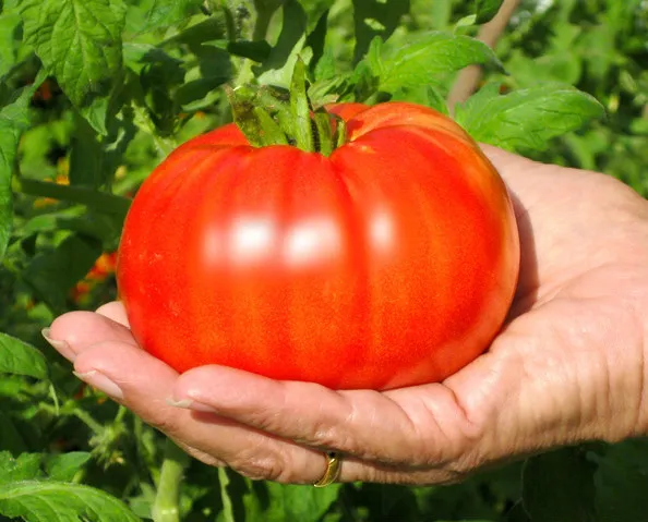 Beefsteak Tomato Seeds Large Solid Great Slicer - £5.57 GBP