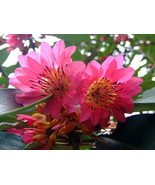 BRN Rhodoleia Championii Protected Flowering Shrub Tree Hong Kong Rose 2... - $20.63 CAD
