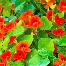 USA Seller Empress Of India Nasturtium Gourmet Mix Edible Flower Fast Sh... - $18.35