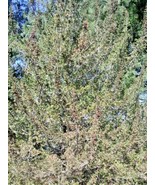 20 Compact Atlantic White Cedar Seeds Chamaecyparis Thyoides Anadeleyens... - $18.87 CAD