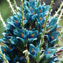 USA Seller Aqua Sapphire Tower Seeds Puya Berteroniana 10 Seeds Free Shipping - £18.63 GBP