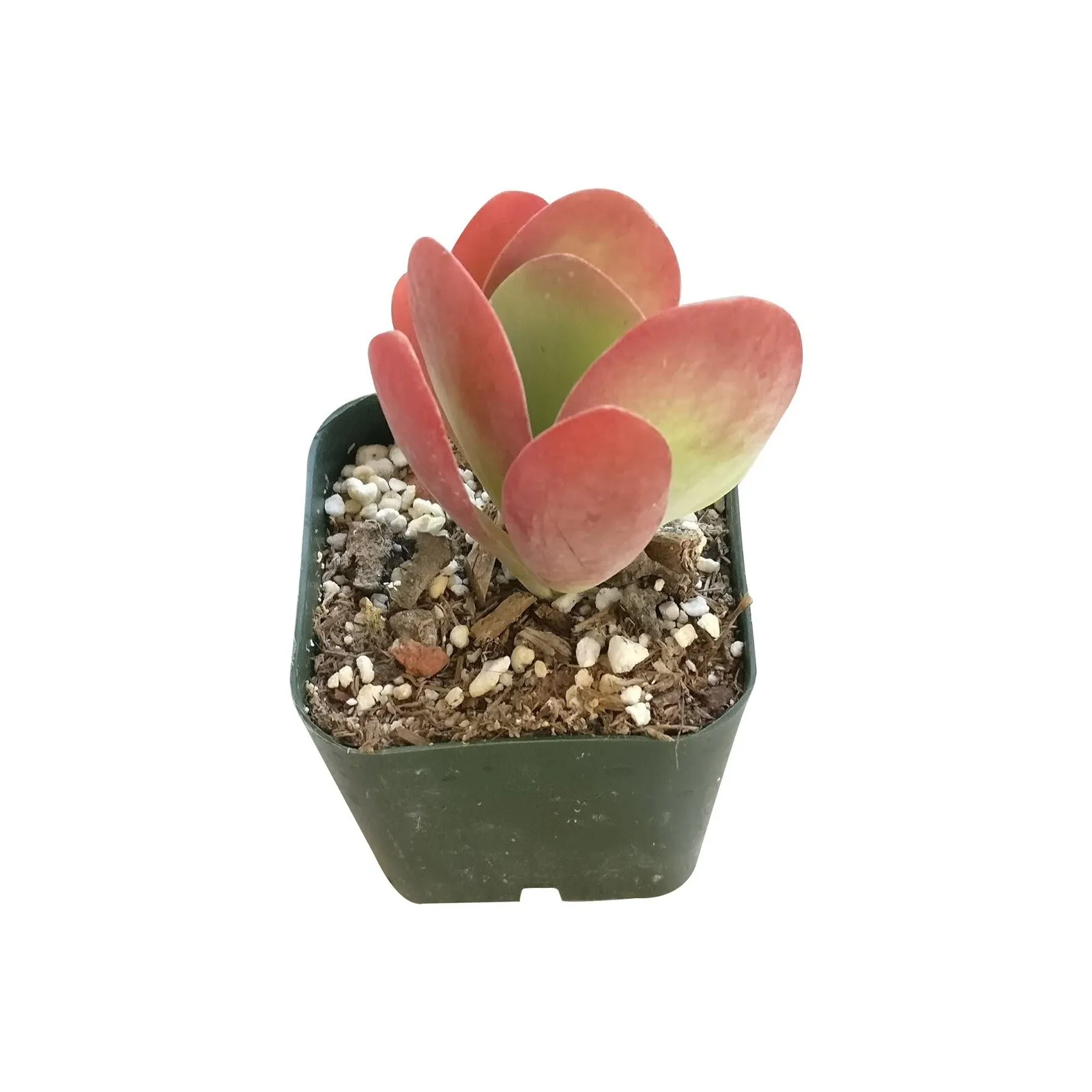 2&#39;&#39; pot Kalanchoe Flapjacks Paddle Plant Thyrsiflora Succulent - $23.98