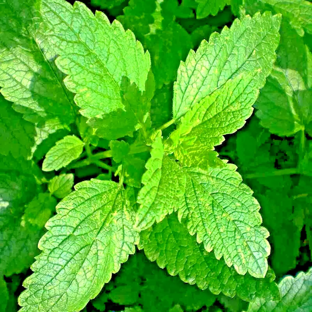 1000 Lemon Balm Citronella Perennial Seeds Mosquito Insect Repellent Non... - £3.74 GBP