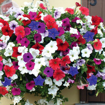 Fresh Fengguang Hanging Petunia Seeds 200 Seeds Pack A Must For Hanging Baskets  - £7.96 GBP