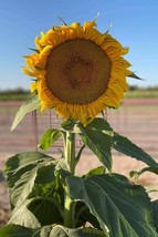 TKBONStore Mammoth Sunflower Seeds Non-Gmo Heirloom 15 Fresh Garden Seeds - £6.47 GBP