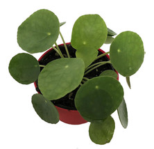 4&quot; Pot UFO Plant Chinese Money Pass Pilea Peperomioides Best Gift Houseplant - £48.78 GBP