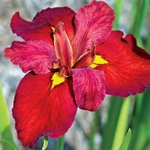 Ann Chowning-Louisiana Iris native American wildflower - Live STARTER Plant - £15.43 GBP