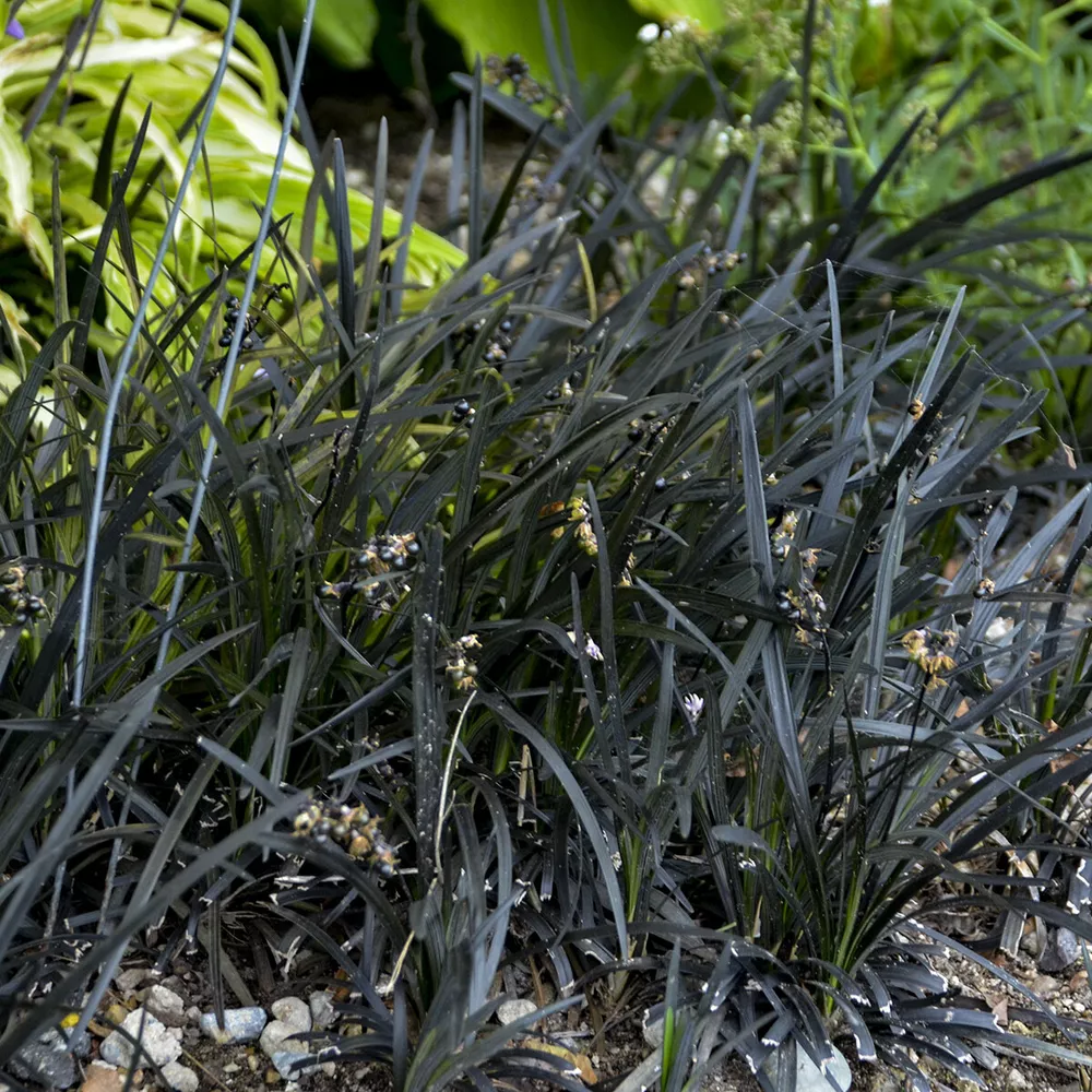 Sun Grass Niger Ophiopogon Planiscapus Black Mondo 2.5 Inch Pot  - $26.55