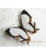 Straight Line Map Cyrestis Nivea Real Butterfly Framed Entomology Shadowbox - $992.05 MXN