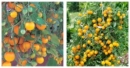 Live Plant - Tumbling Tom Yellow Cherry Tomato Plant - 2.5&quot; Pot - £25.94 GBP