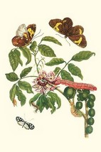 Leguminous plant with a Sophorae Owl Caterpillar &amp; an Aegle Clearwing bu... - $21.99+