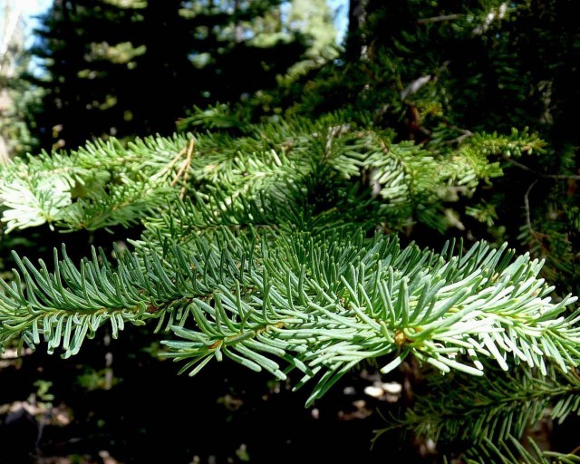 Primary image for Abies Magnifica Shastensis (Californian Red Fir) 15 seeds
