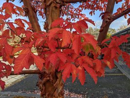 Stunning Paperbark Maple – Fiery Autumn Foliage &amp; Unique Peeling Bark! (5 Seeds) - $12.59