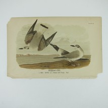 Bird Lithograph Print After John James Audubon Bonaparte&#39;s Gull Antique 1890 - £15.74 GBP